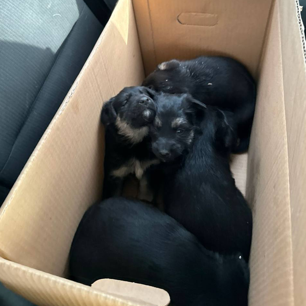 Funded: Help Lesya and Her Puppies Recover from Malnutrition After Being Rescued from Frontlines、mySite、camillekostekn