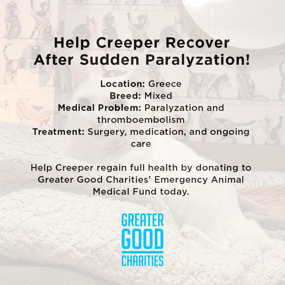 Funded: Help Creeper Recover After Sudden Paralyzation、mySite、camillekostekn