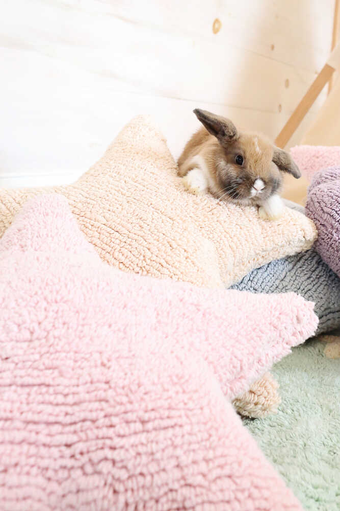 CUSHION STAR PINK、mySite、gigharbornorthrealestate