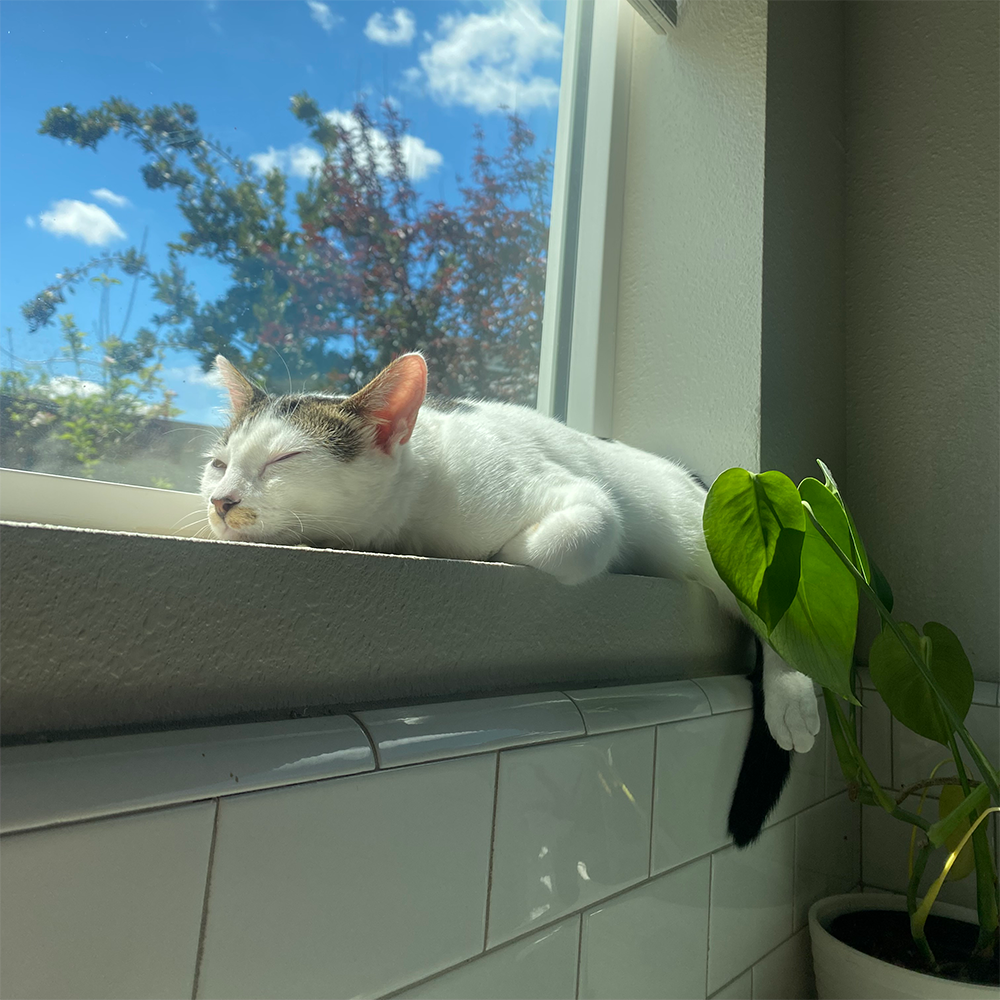 Funded: Benjamin Buttons Needs Emergency Surgery to Repair Damaged Tissue、mySite、camillekostekn