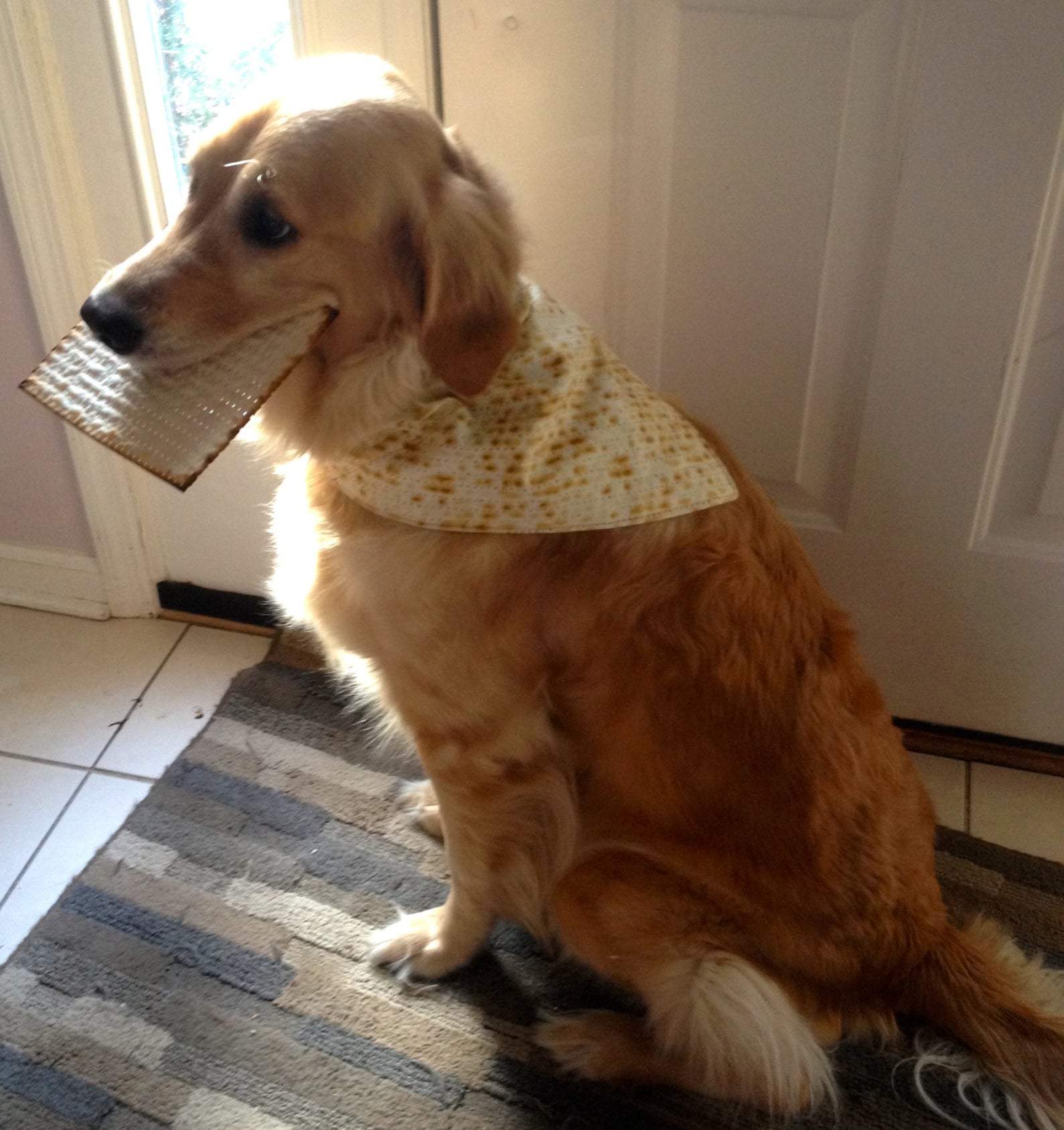 Passover Dog or Human Matzah Bandana、mySite、topwebapps