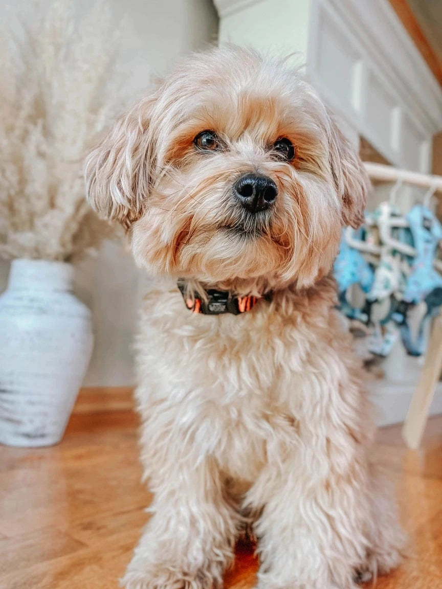 Paw of the Tiger Dog Collar S by Sassy Woof、mySite、g9winljtr