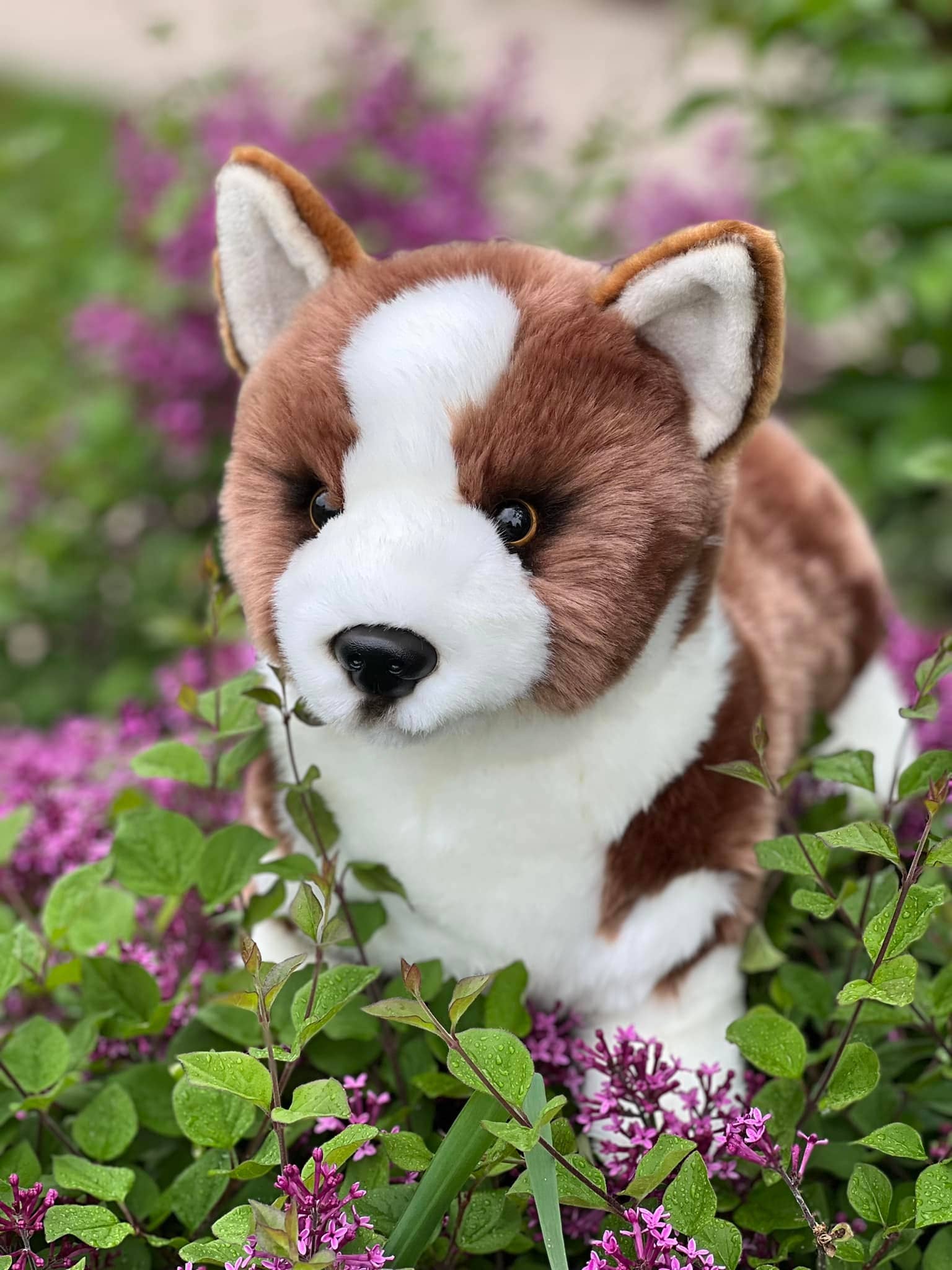 Plush Pembroke Welsh Corgi-Chocolate Brown and White、mySite、g9winljtr