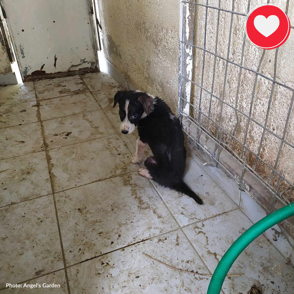 Funded: Elena Needs Your Help To Survive And Thrive、mySite、camillekostekn