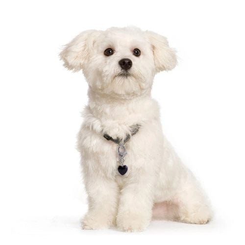 Black Obsidian Healing Pet Charm-Clarity Handmade、mySite、g9winljtr