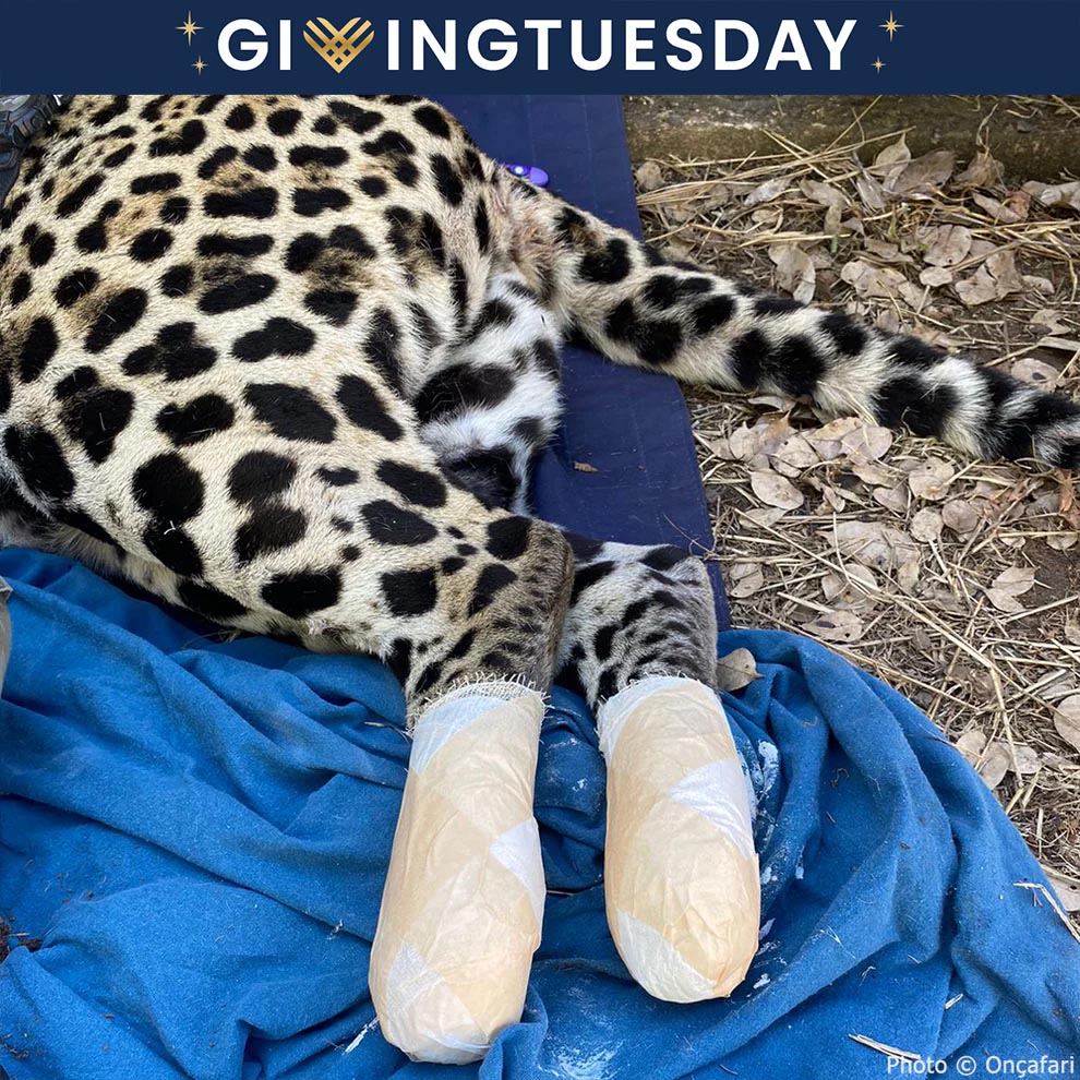 GivingTuesday: Help Jaguars Burned During Wildfires、mySite、camillekostekn