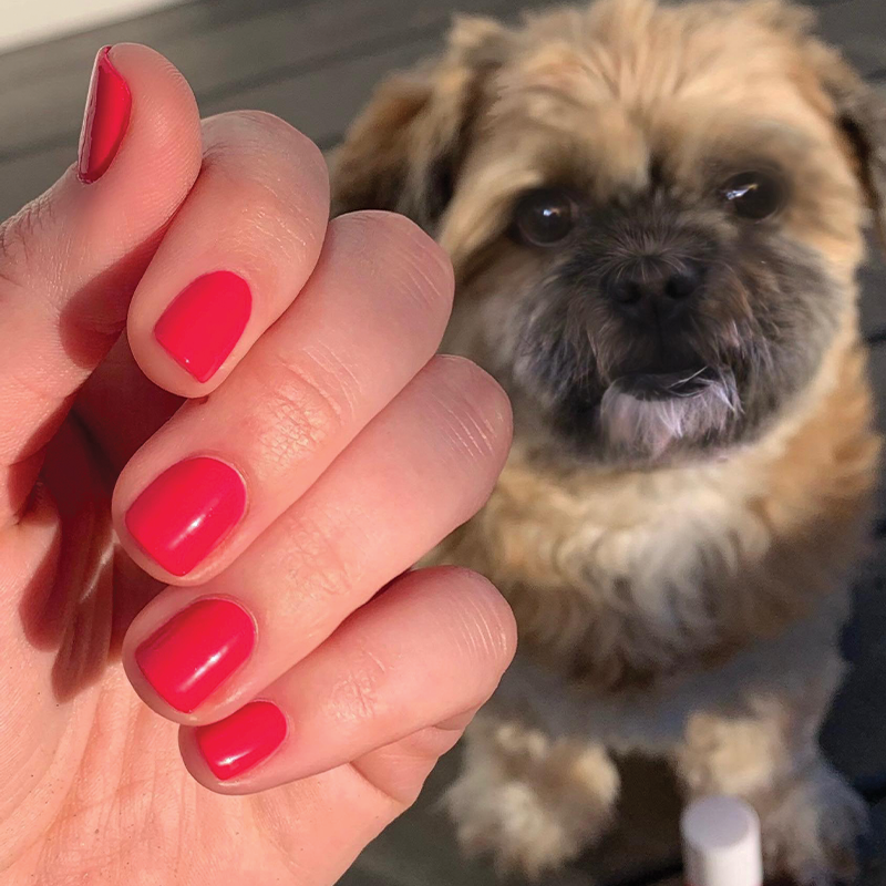 Hibiscus、mySite、solidvoid