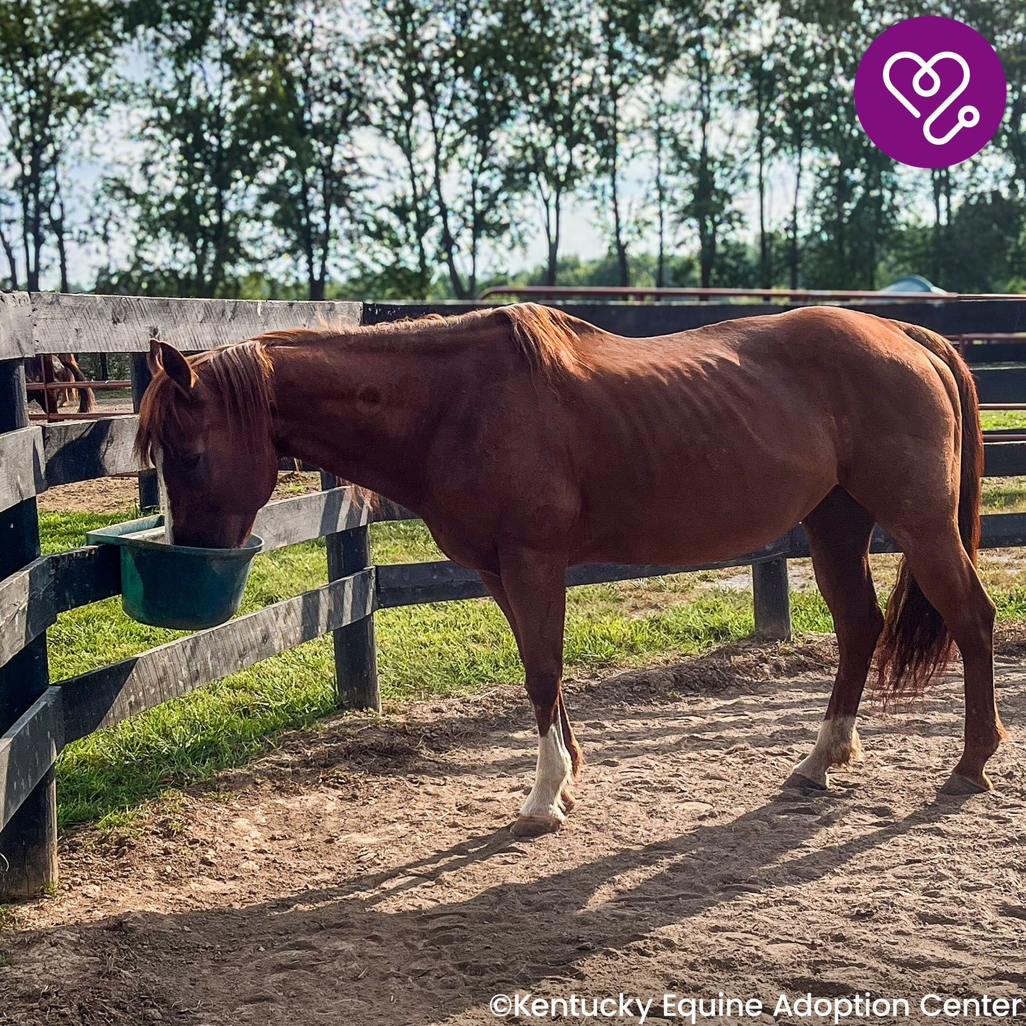 Funded: Help River Regain His Strength、mySite、camillekostekn