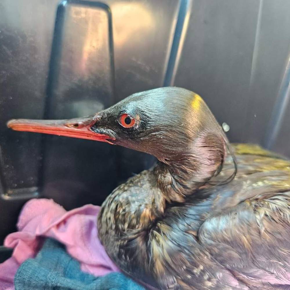 Help This Common Merganser Recover From Becoming Trapped in Oil、mySite、camillekostekn