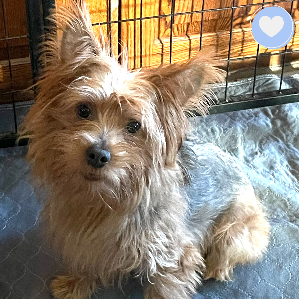 Funded: Chewy Needs Surgery to Heal His Heart、mySite、camillekostekn