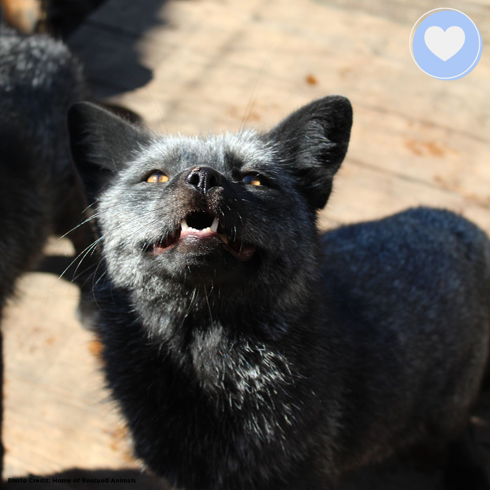 Funded: Help Foxes Recover from the Fur Industry、mySite、camillekostekn