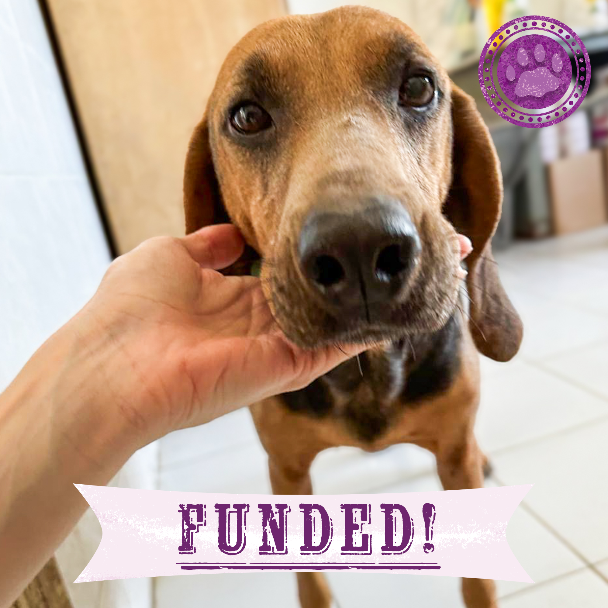 Funded: Help Sick Dog Found Barely Surviving in Pile of Garbage、mySite、camillekostekn