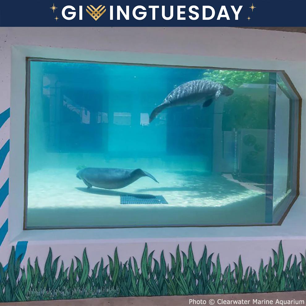 GivingTuesday: Help Save Rehabilitated Manatees、mySite、camillekostekn