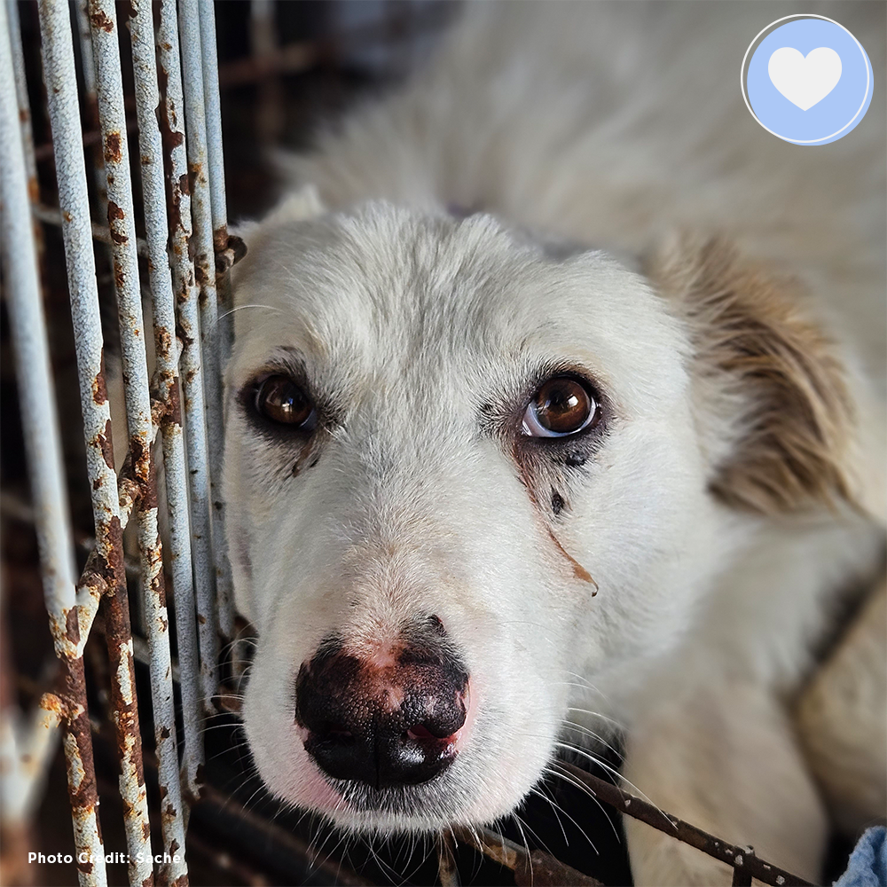 Funded: Help Heal Otti’s Broken Spine、mySite、camillekostekn