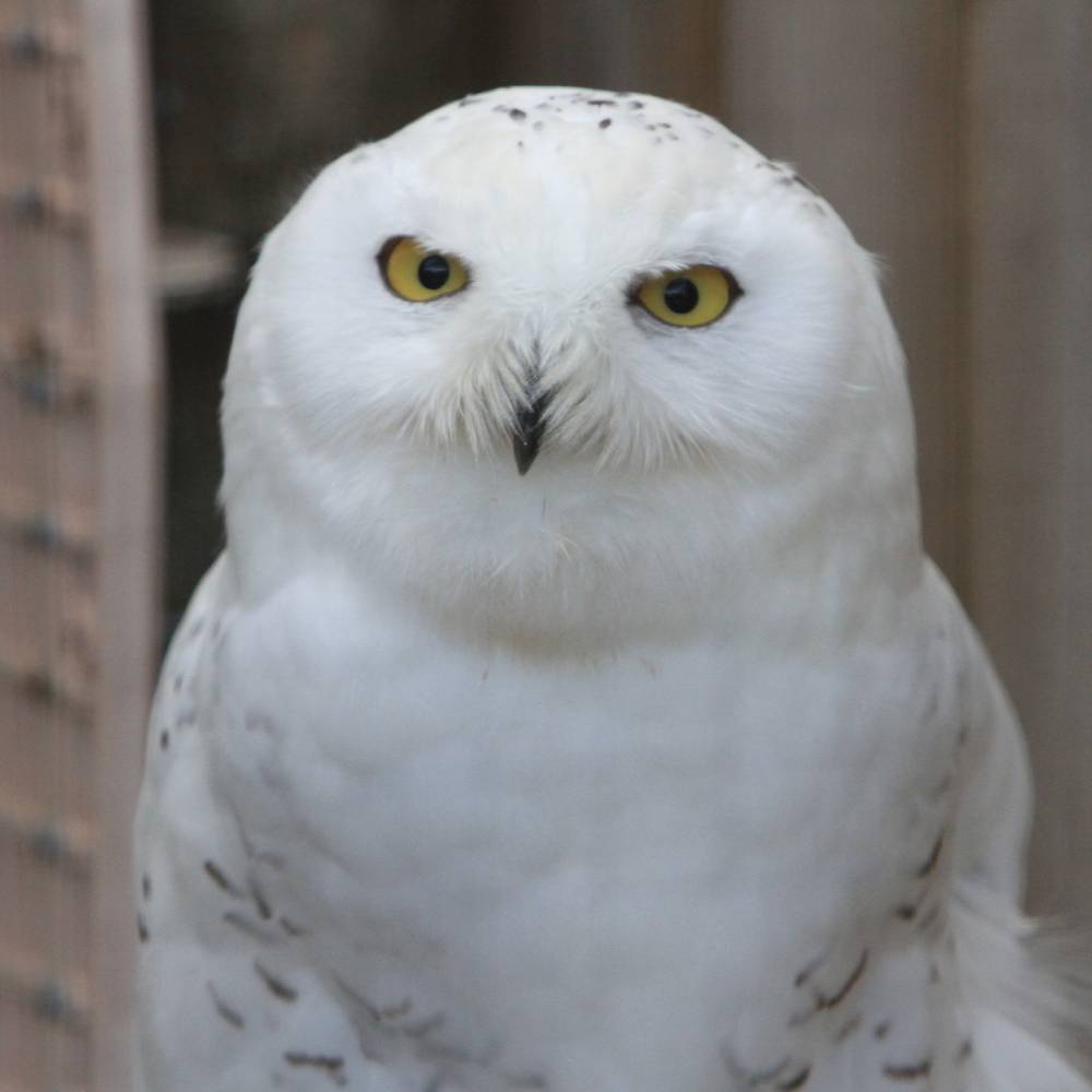 Help Injured Raptors Regain Their Wings、mySite、camillekostekn