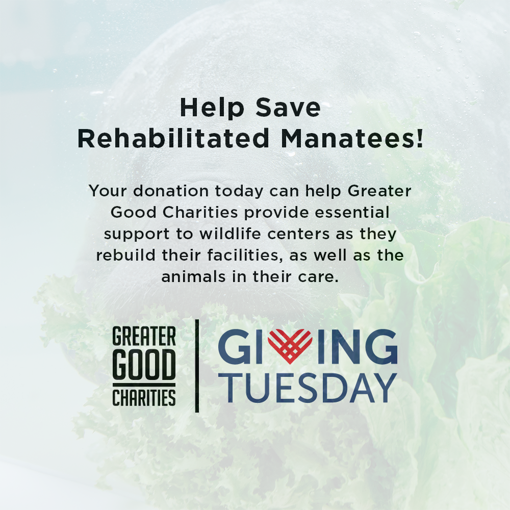 GivingTuesday: Help Save Rehabilitated Manatees、mySite、camillekostekn