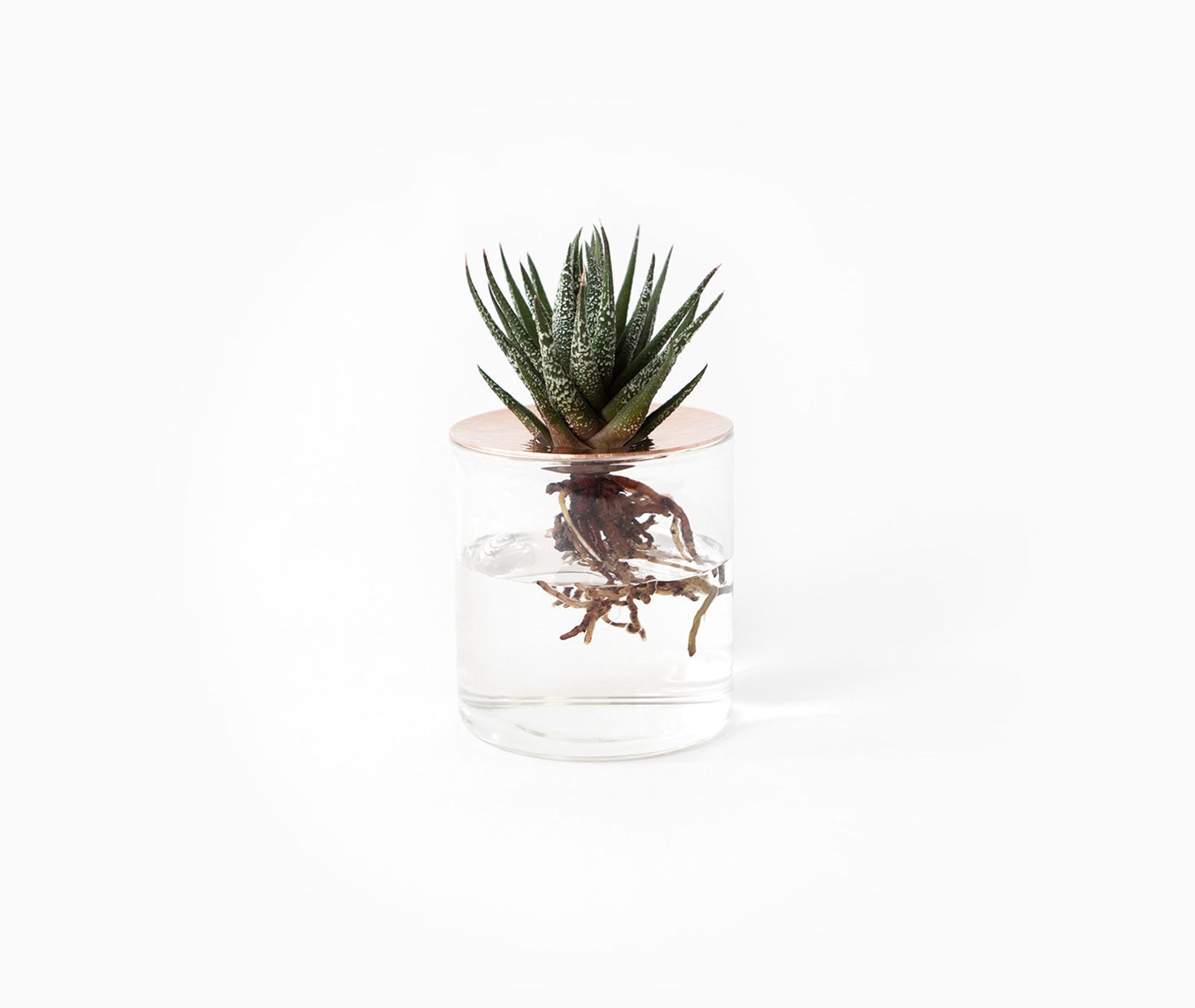 Lid Vision Glass Terrarium - Large、mySite、topwebapps