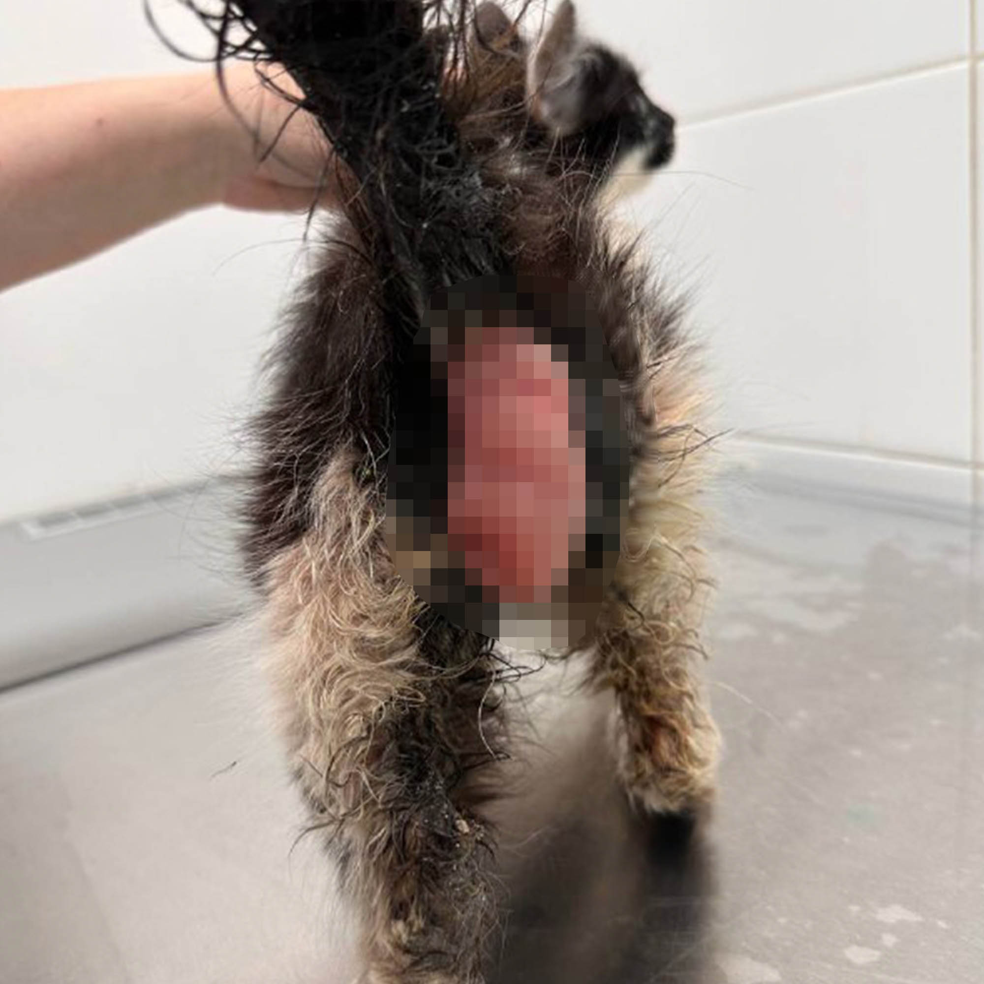 Funded: Lonely Graf Desperately Needed Live-Saving Surgery、mySite、camillekostekn