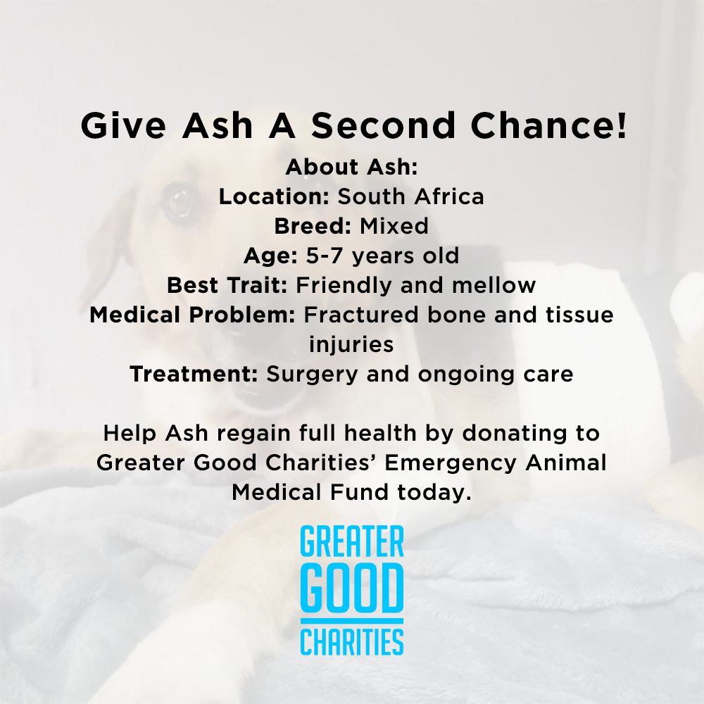 Funded - Give Ash a Second Chance、mySite、camillekostekn
