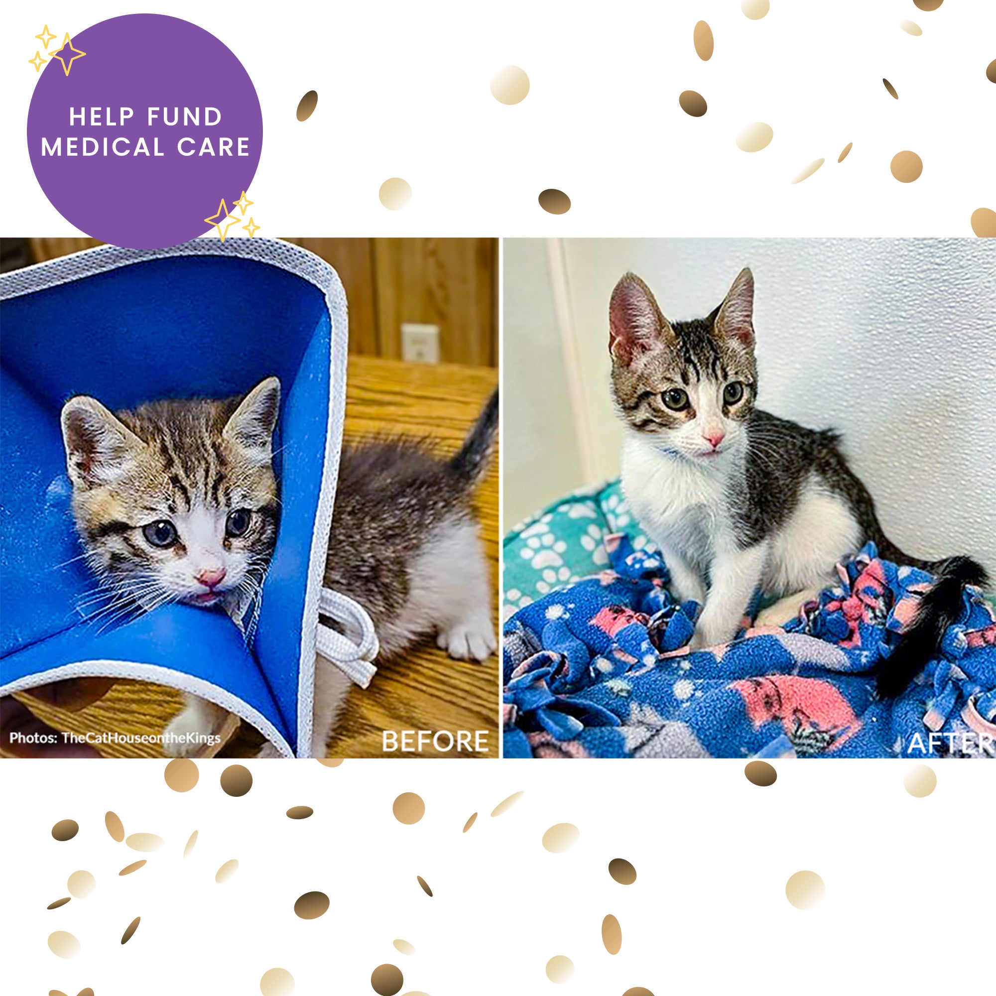 Help Shelter Pets Get Ready for Their Homecoming、mySite、camillekostekn