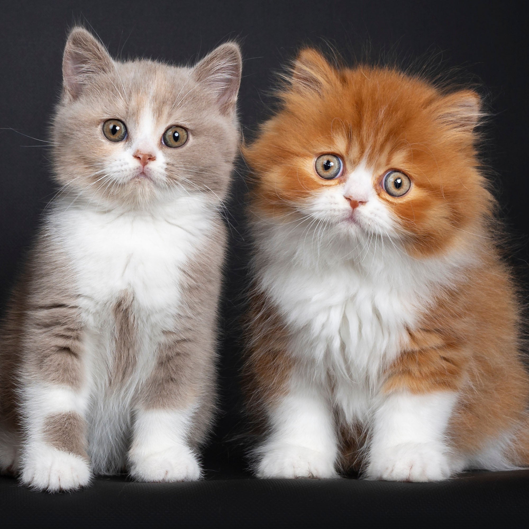 Help Save Newborn Kittens、mySite、camillekostekn