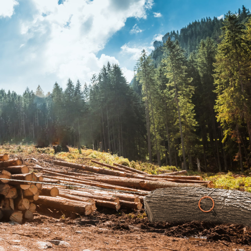 Log Choker Cable with Tow Ring,10 feet long、、eastwooduniform