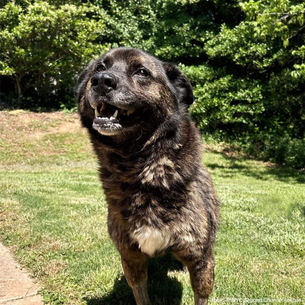 Funded: Lucky Was Shot: Help Save His Life、mySite、camillekostekn