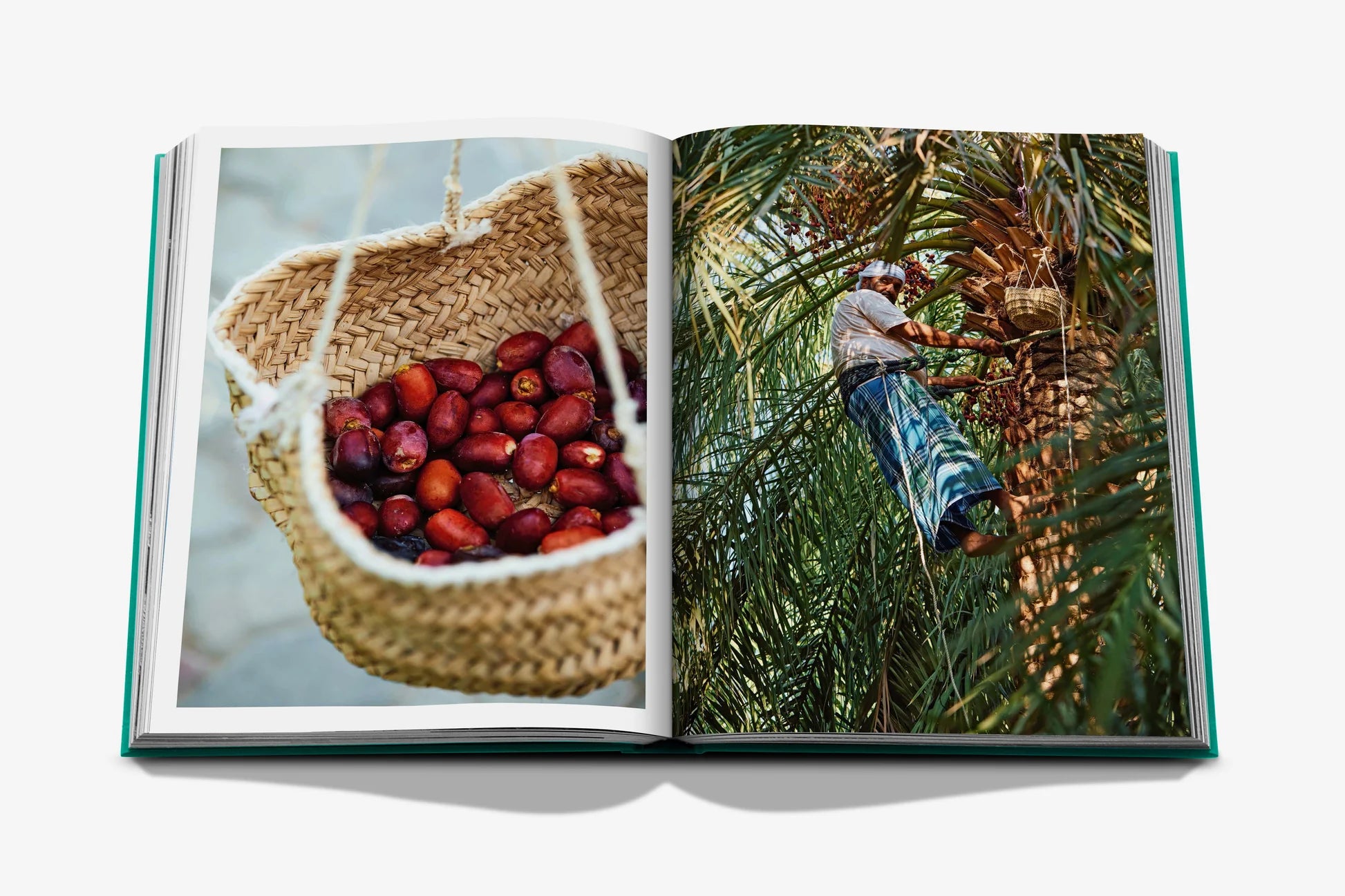  Abu Dhabi Bright Book、mySite、sugarbowlscore