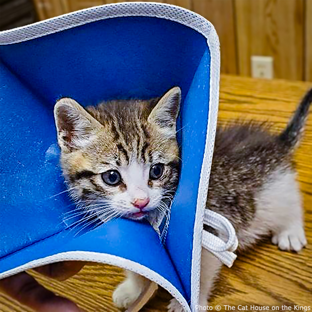 Help Baby Bubba Heal from Severe Lip Injury、mySite、camillekostekn