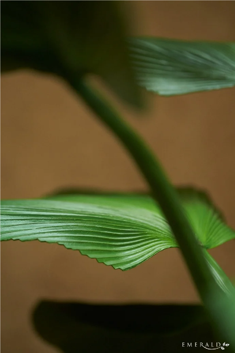 Artificial Ruffled Fan Palm | Emerald Licuala、mySite、neckold