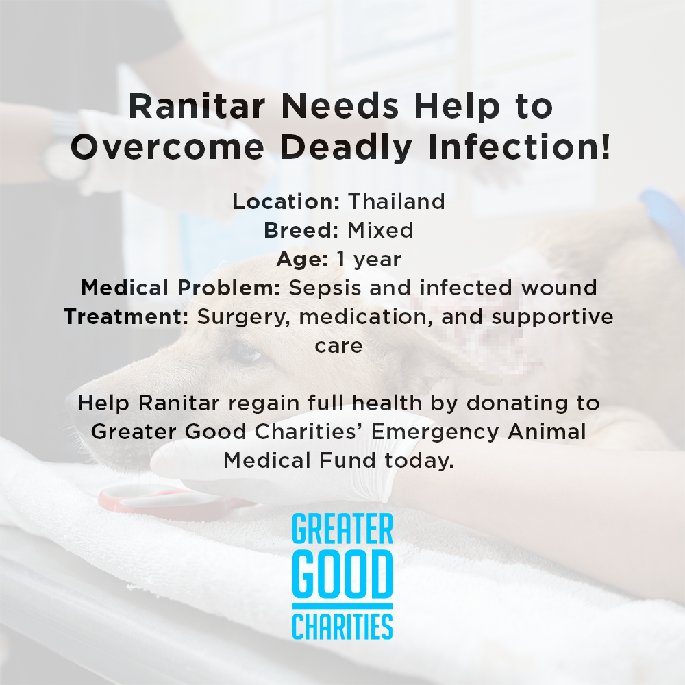 Funded: Ranitar Needs Help to Overcome Deadly Infection、mySite、camillekostekn