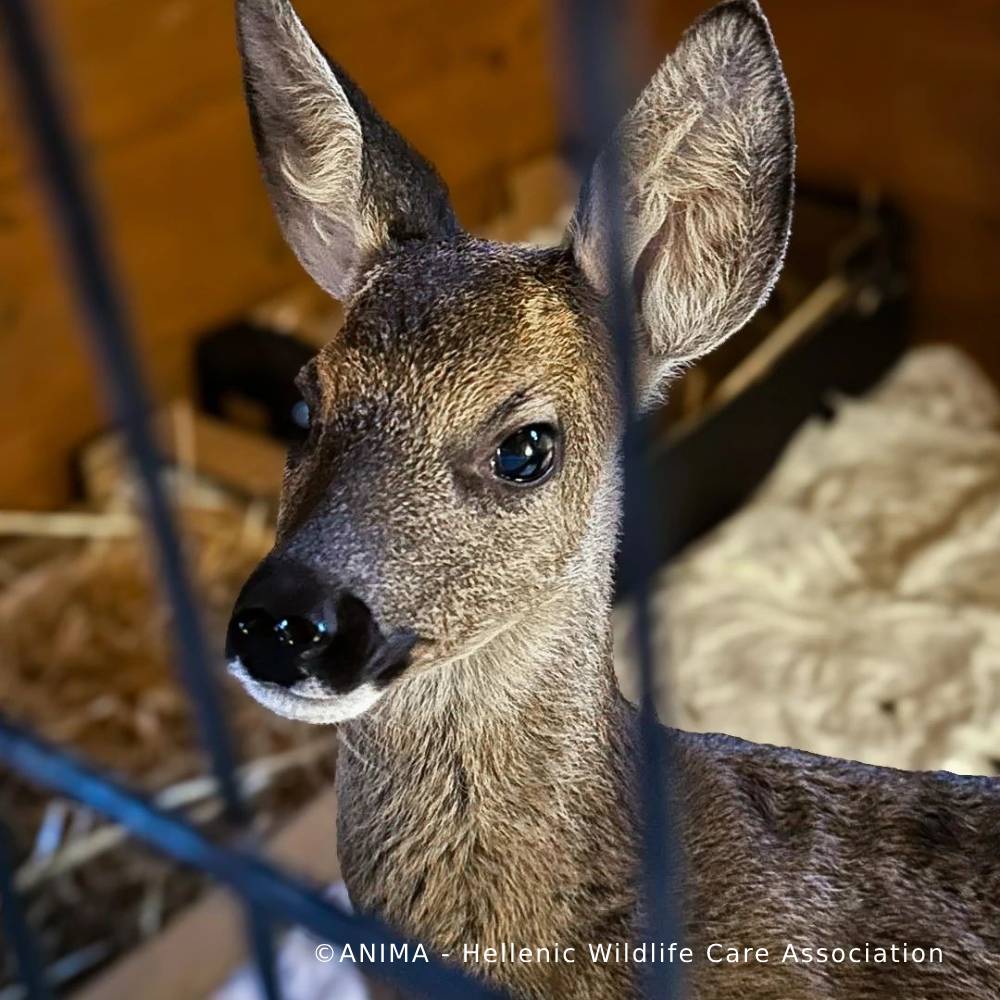 Funded: Orphaned Baby Deer Needs Specialized Care to Grow、mySite、camillekostekn