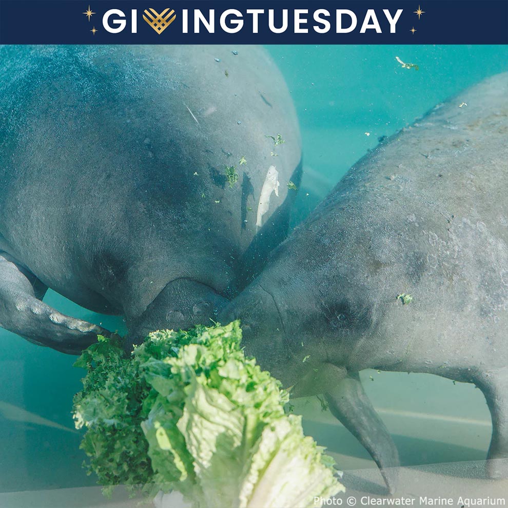 GivingTuesday: Help Save Rehabilitated Manatees、mySite、camillekostekn