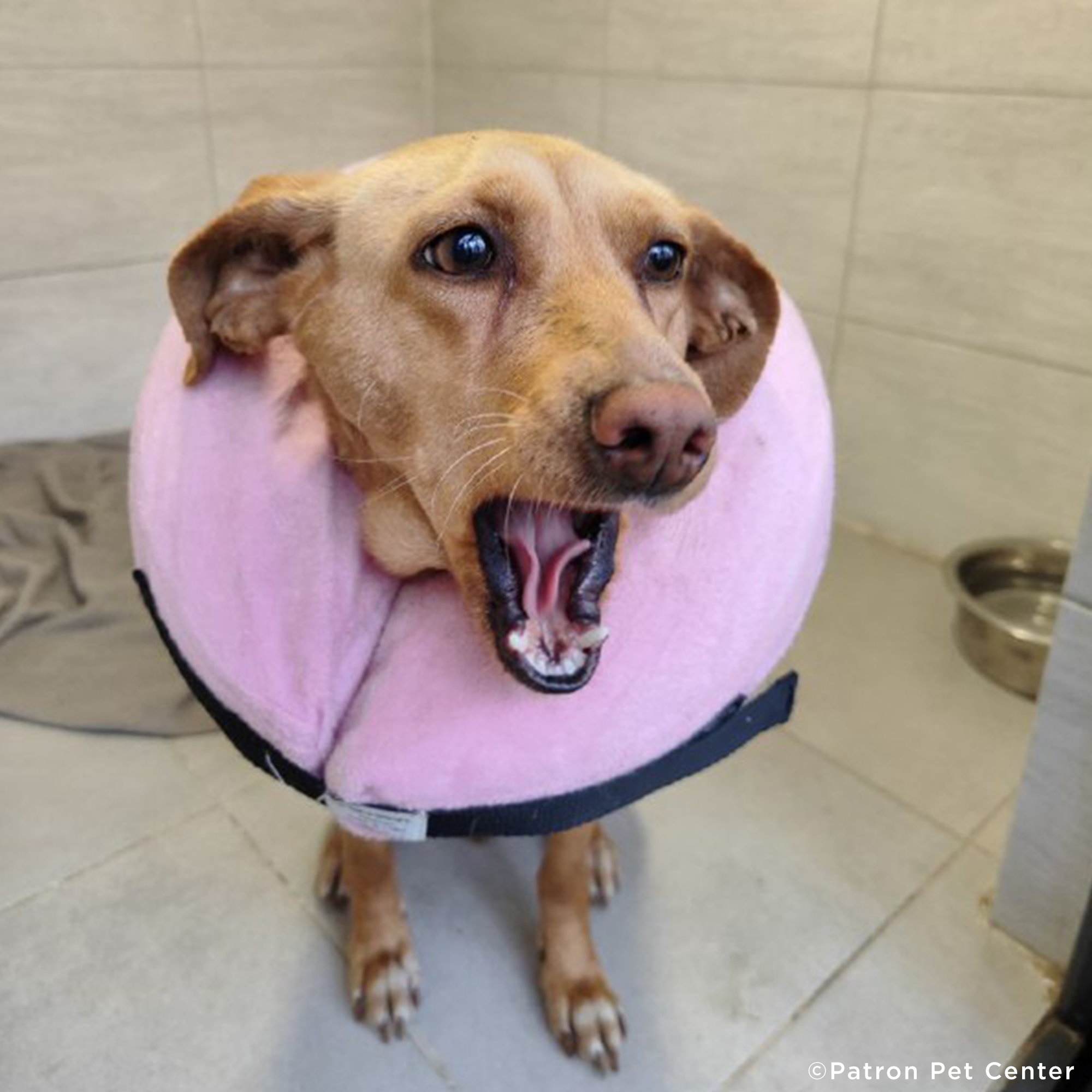 Traumatized Pets Abandoned in Ukraine Need a Safe Haven、mySite、camillekostekn