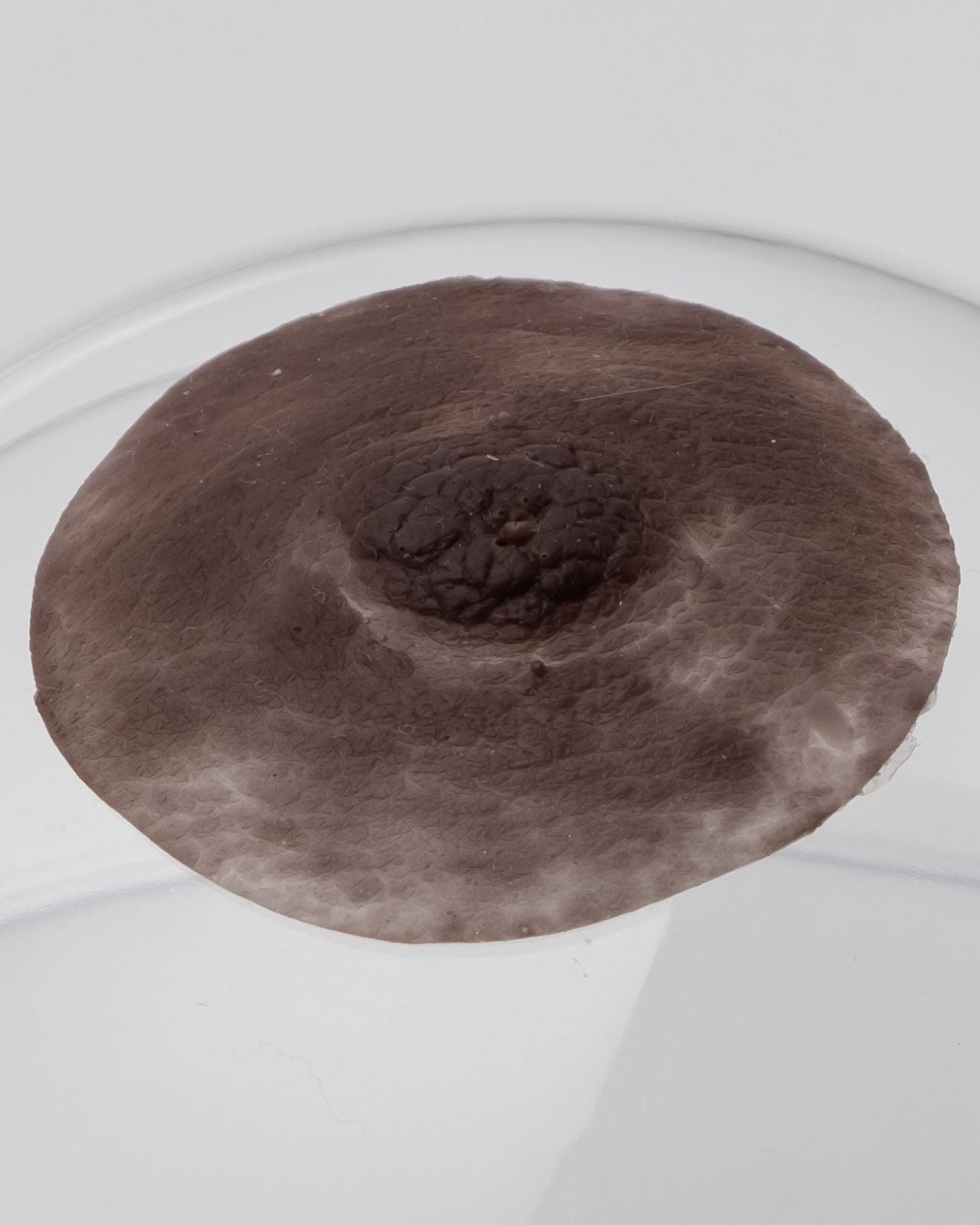 Pink Perfect Modest Prosthetic Nipples、mySite、bengalsvssteelers