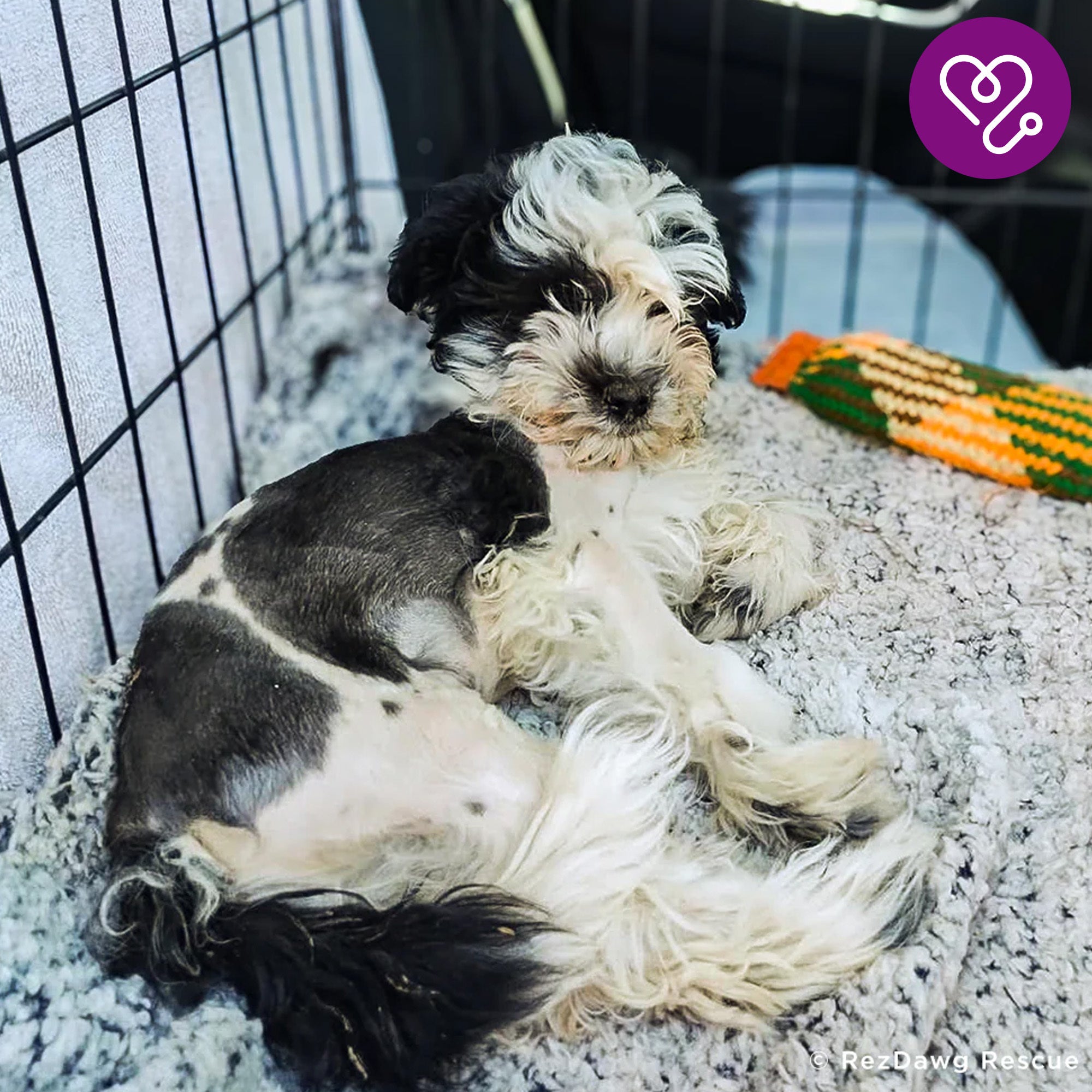 Funded: Help Snooka Run and Play After Leg Fracture、mySite、camillekostekn