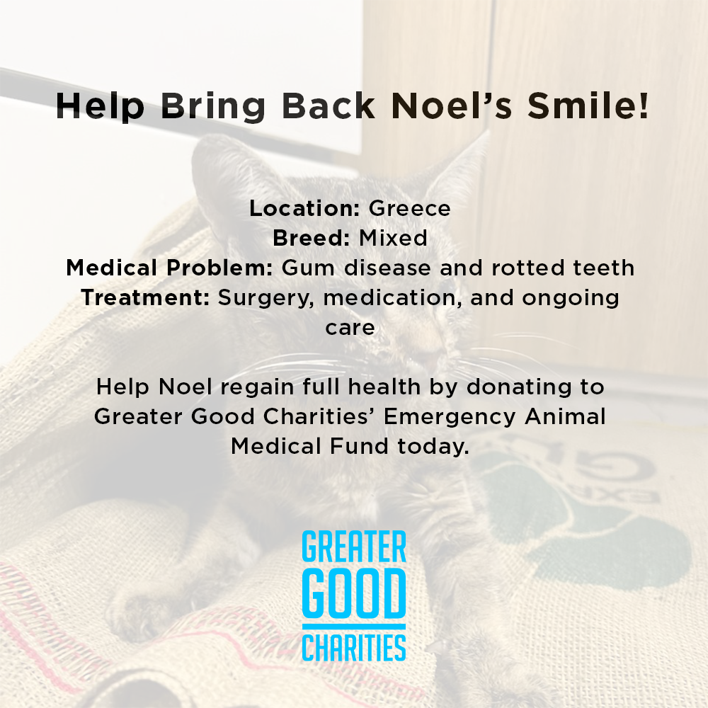 Funded: Help Bring Back Noel’s Smile、mySite、camillekostekn