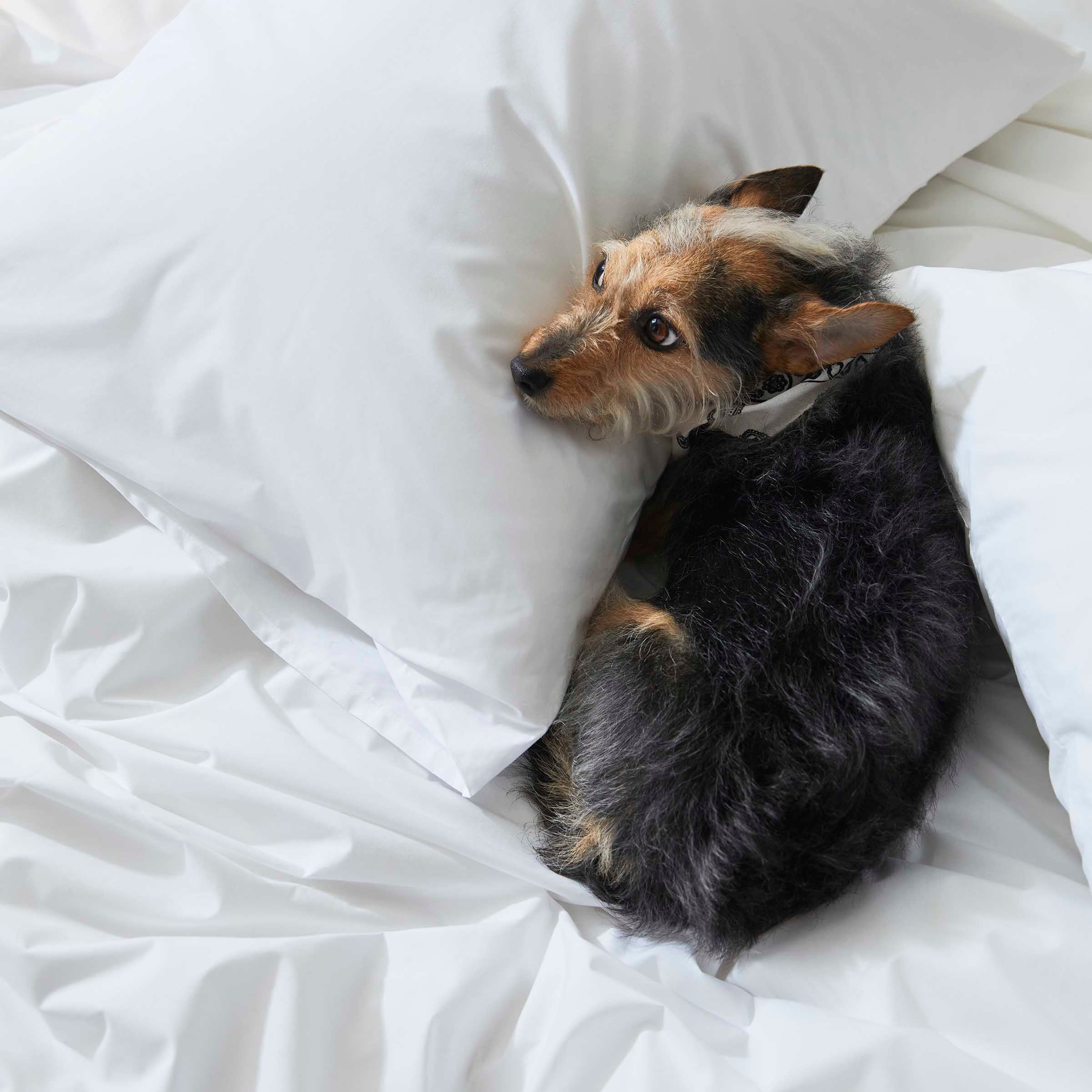  Test Luxe Sateen Duvet Cover、mySite、sugarbowlscore