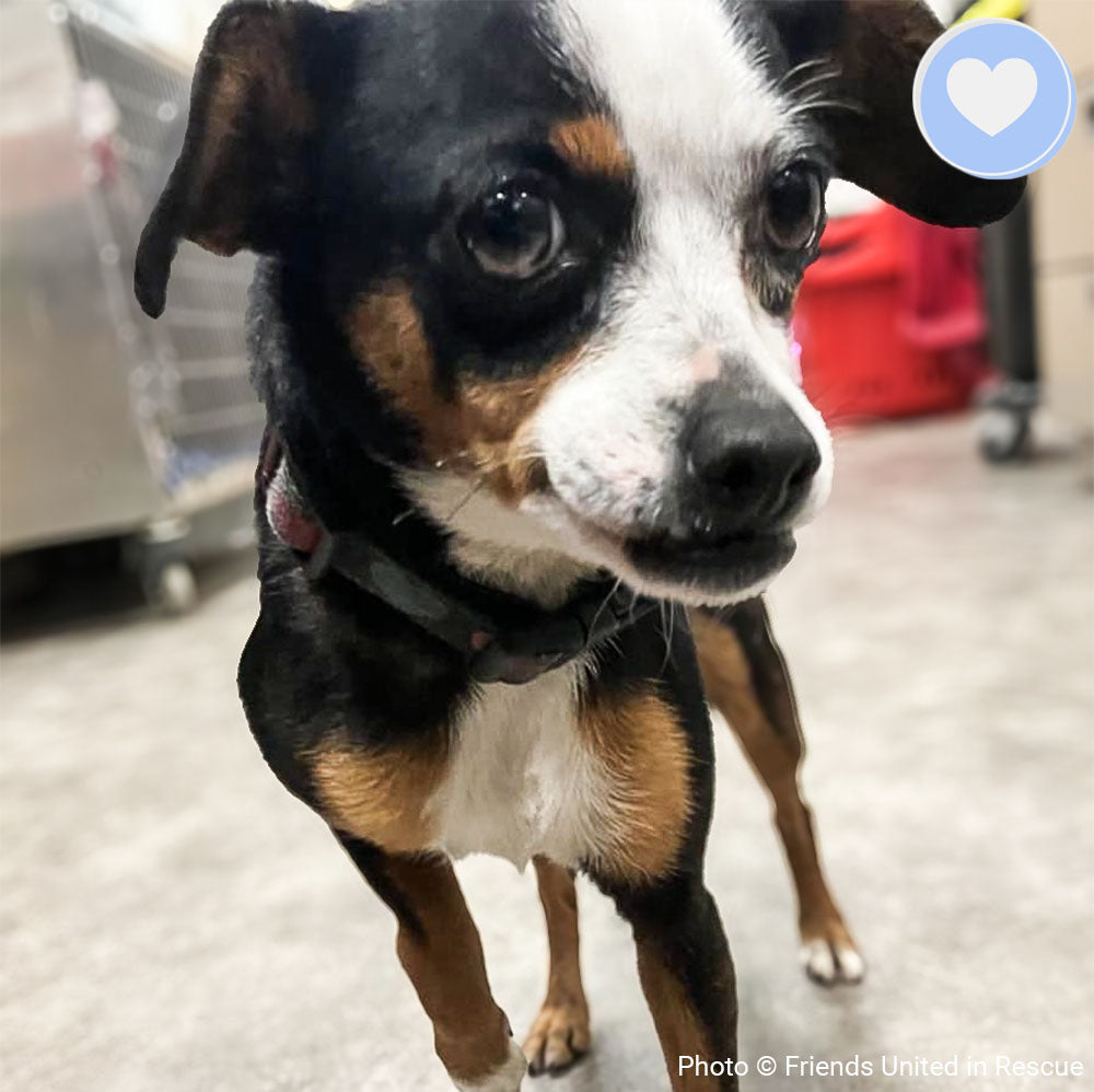 Funded: Help Heal Hailey's Broken Leg、mySite、camillekostekn