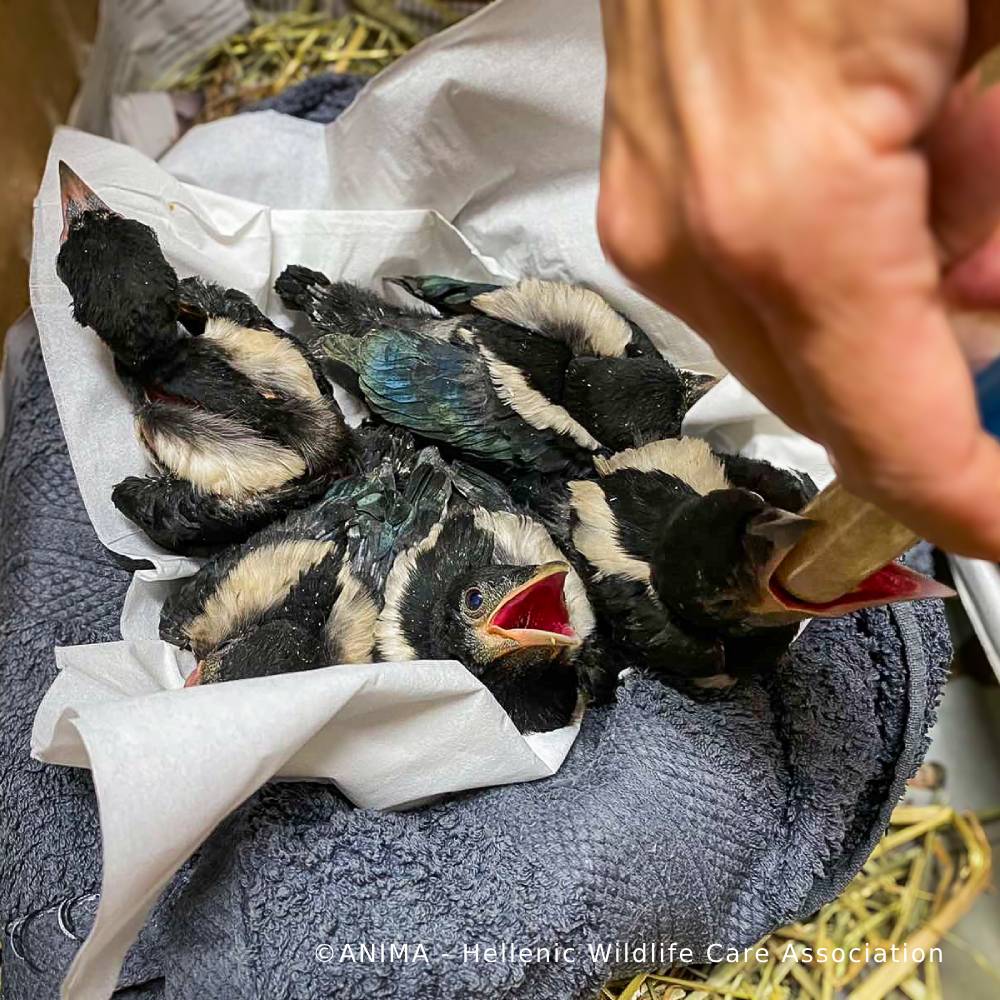 Wildlife Rescued From Fires Need Care and Support to Be Released、mySite、camillekostekn