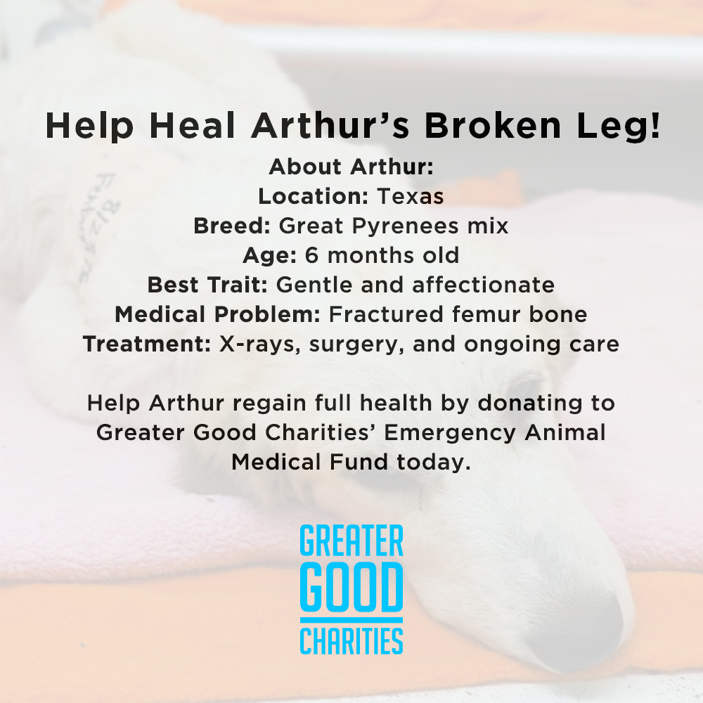 Funded - Help Heal Arthur's Broken Leg、mySite、camillekostekn