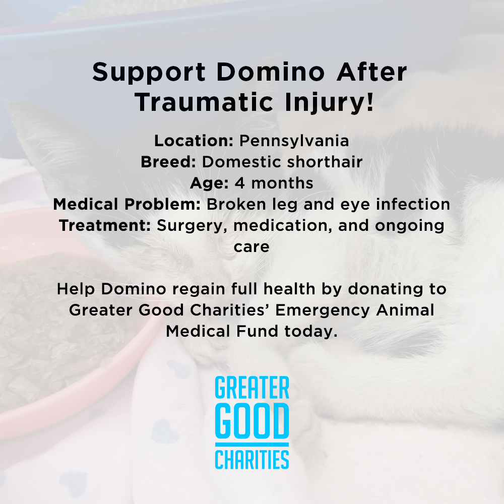 Funded - Support Domino After Traumatic Injury、mySite、camillekostekn