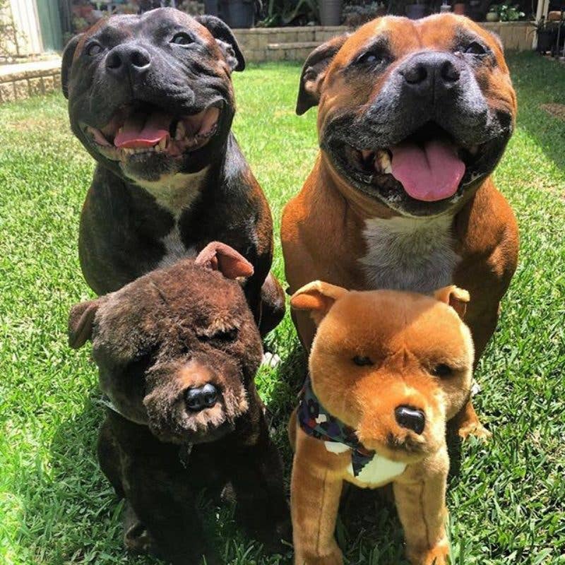 Brindle Staffordshire Bull Terrier Handmade Realistic Eco Friendly 32cm/12.6、mySite、g9winljtr