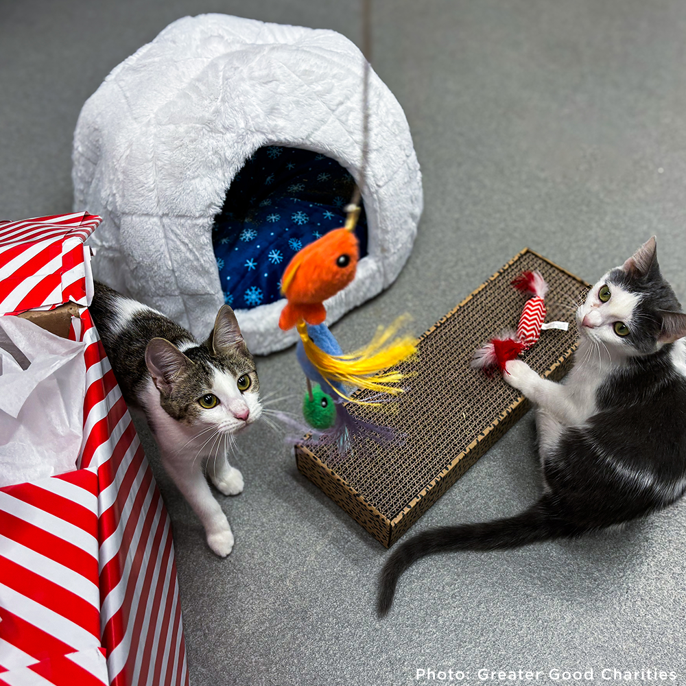 GivingTuesday: Care Package Drive for Shelter Pets、mySite、camillekostekn