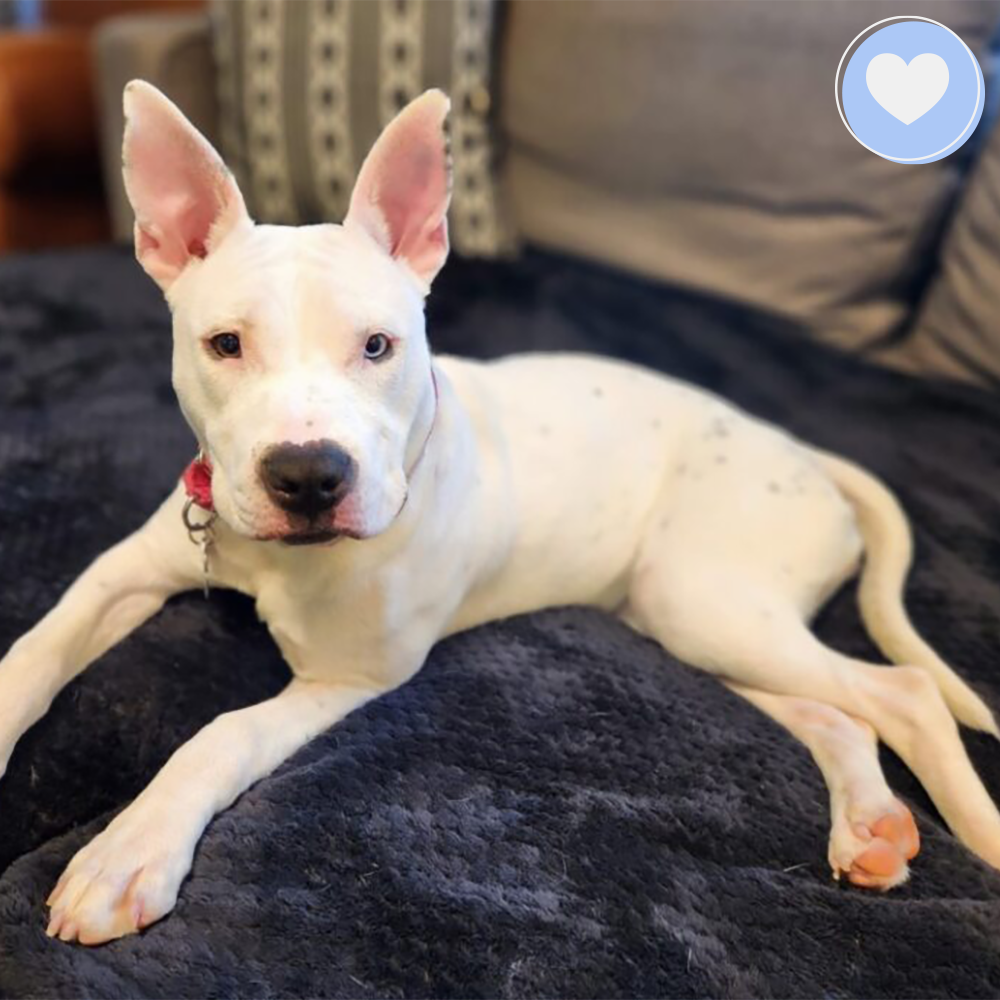 Funded: Help Heal Skye’s Fractured Femur、mySite、camillekostekn