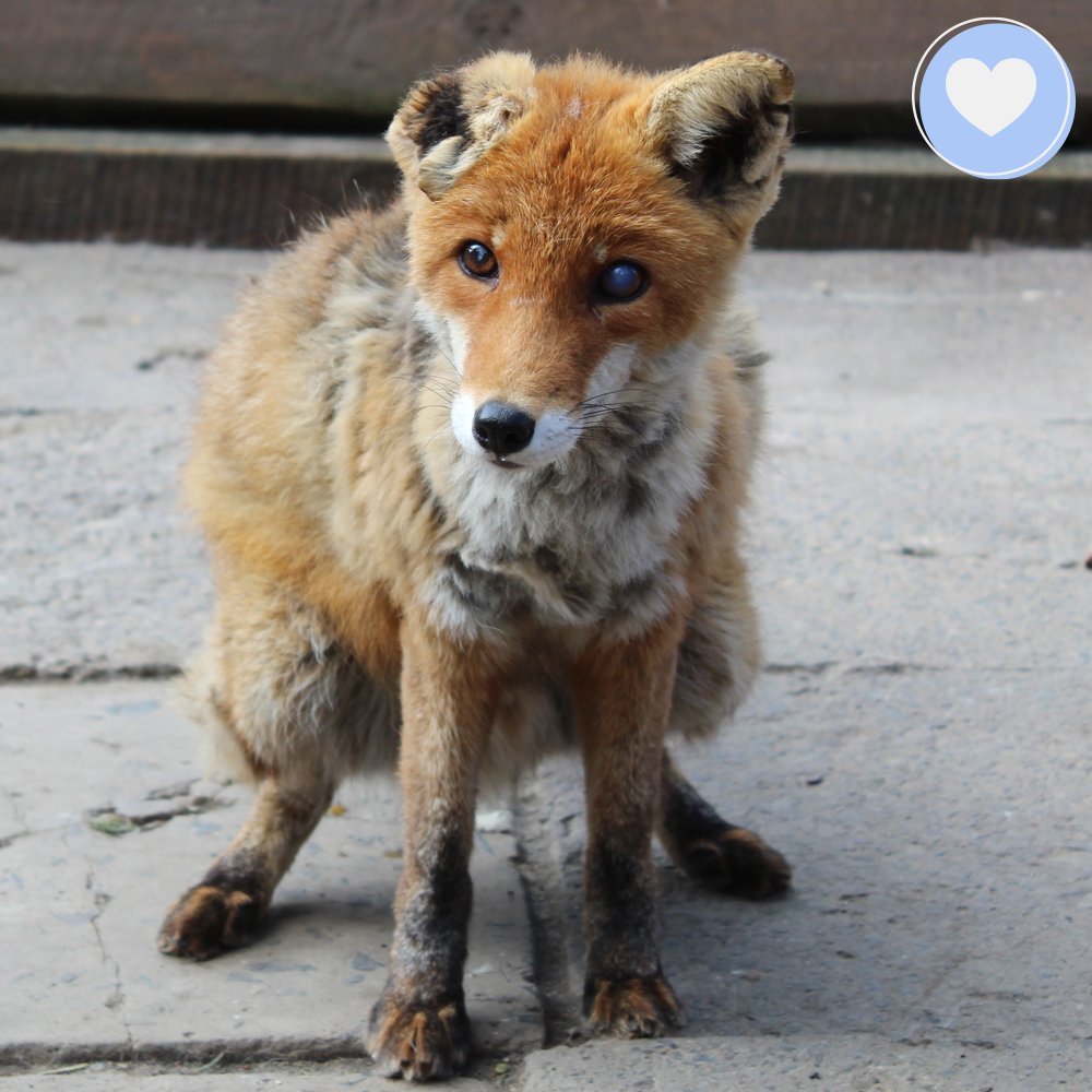 Funded: Yanchik the Fox Needs Nurturing、mySite、camillekostekn