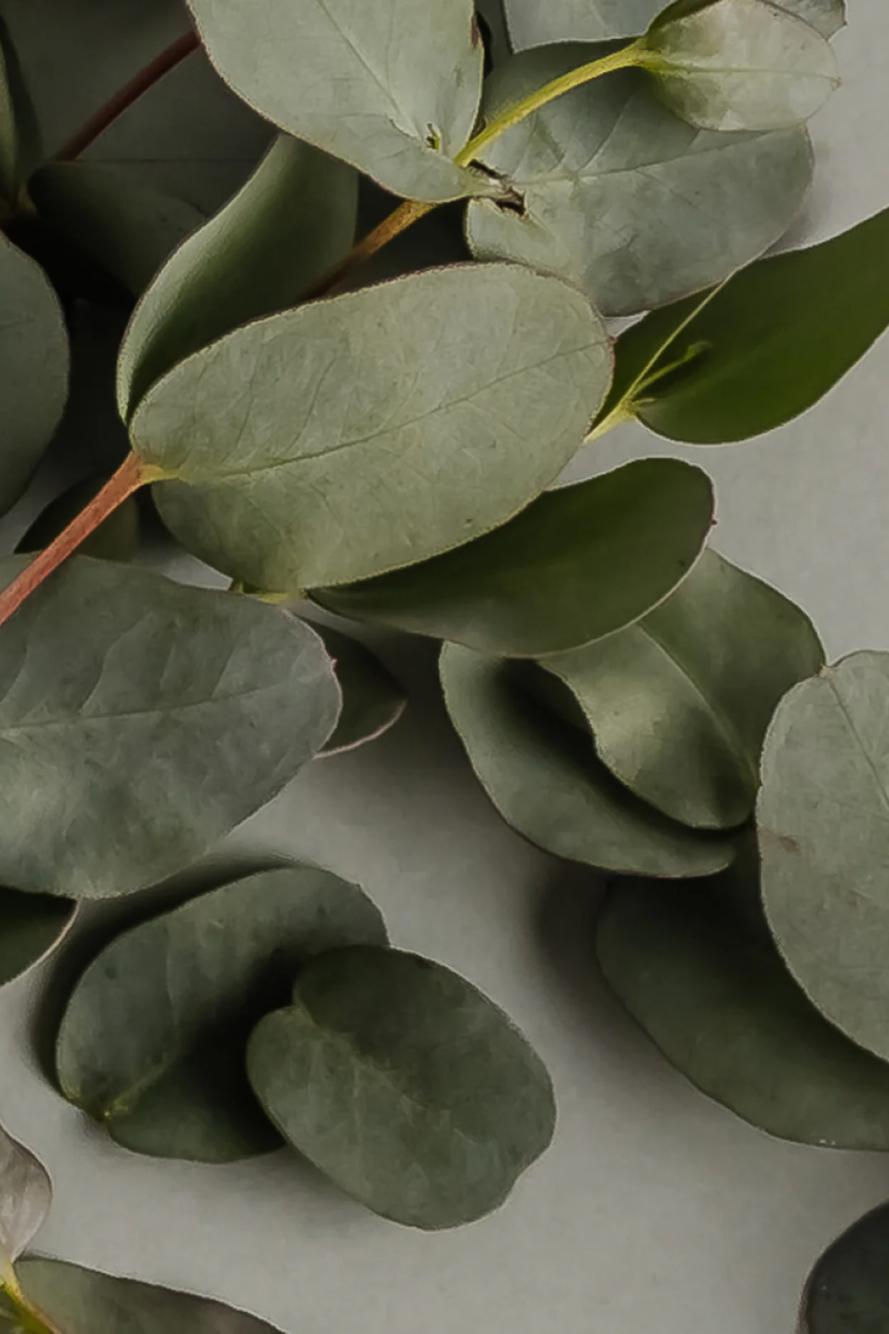 Pura Car Fragrance Refill - Dew Unify Co.、mySite、hinf8tx79