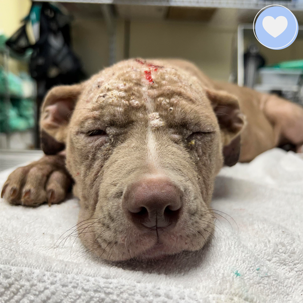 Funded - Save Seraphim's Skin From Mange、mySite、camillekostekn