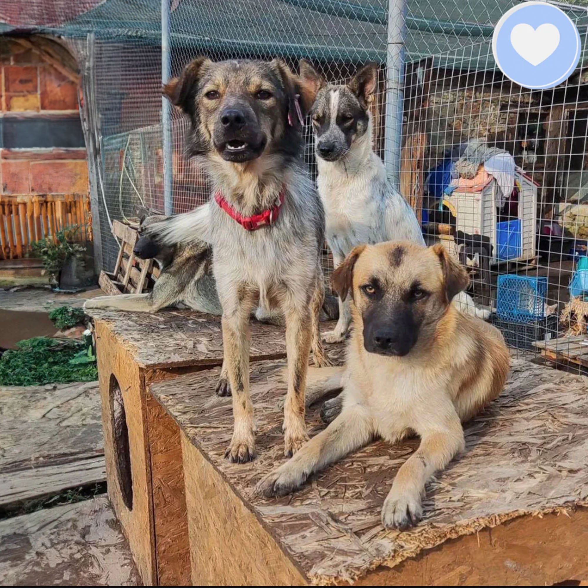 Keep Ukrainian Shelter Pets Warm & Safe、mySite、camillekostekn