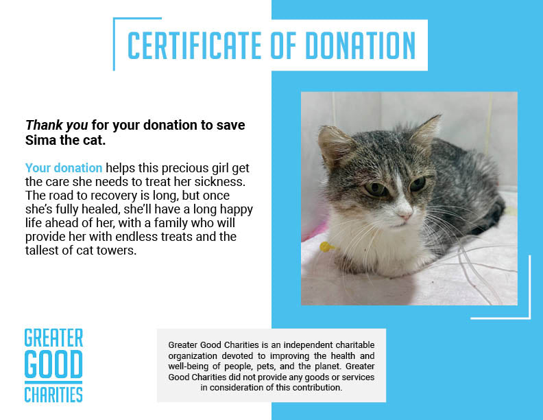 Funded: Sickly Sima Needs Help After Her Home Was Bombed、mySite、camillekostekn